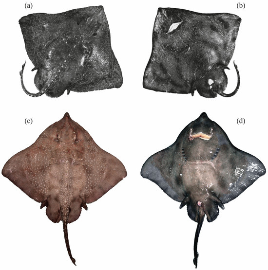 Diversity 16 00709 g005