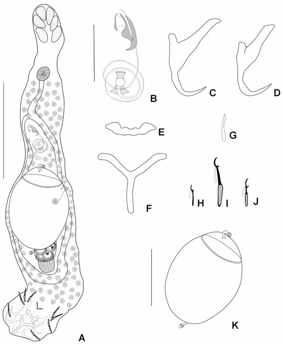 Diversity 16 00716 g002