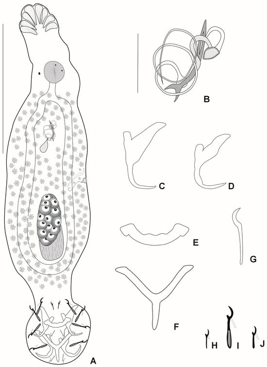 Diversity 16 00716 g004