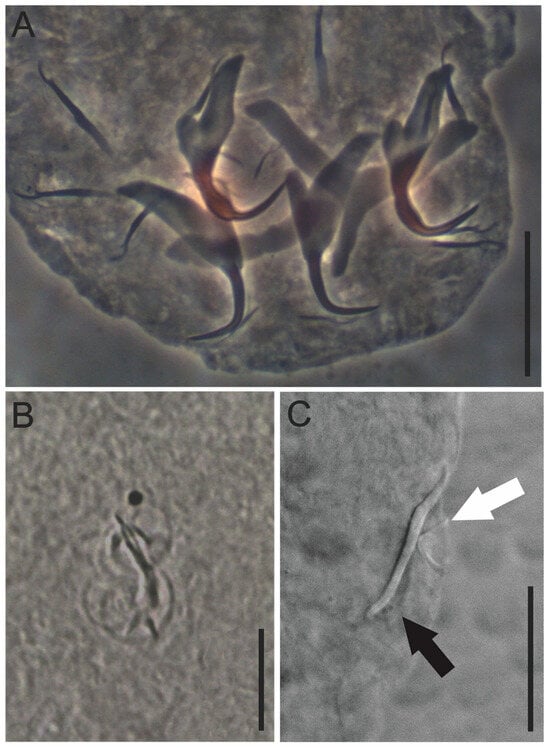 Diversity 16 00716 g005