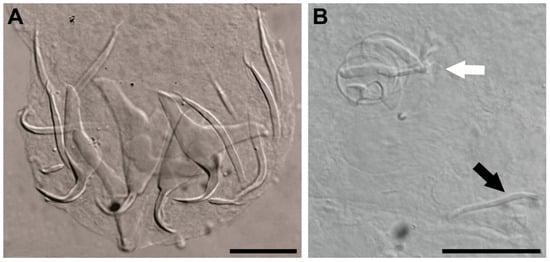 Diversity 16 00716 g006