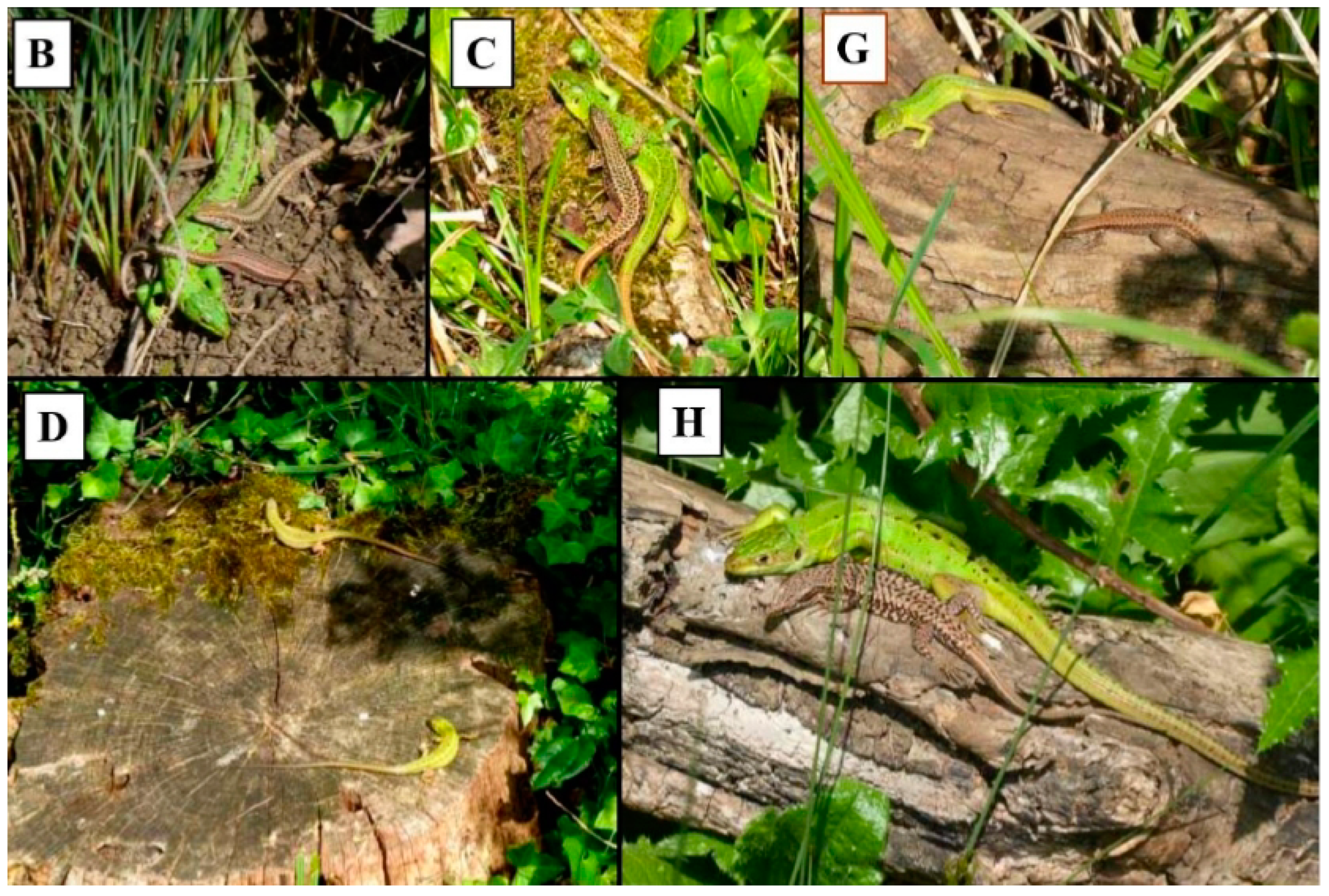 Diversity 16 00728 g002 Diversity 16 00728 g002