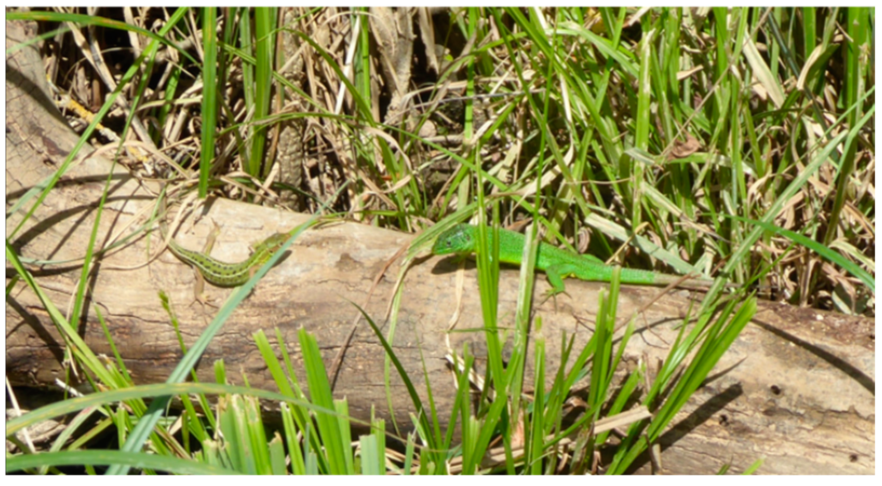 Diversity 16 00728 g006 Diversity 16 00728 g006