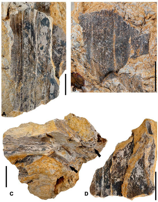 Diversity 16 00730 g003