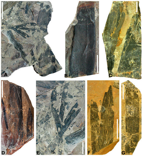 Diversity 16 00730 g004