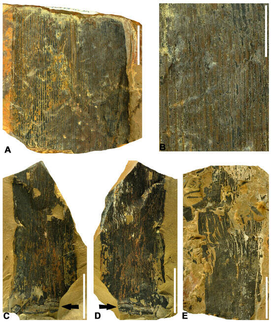 Diversity 16 00730 g005