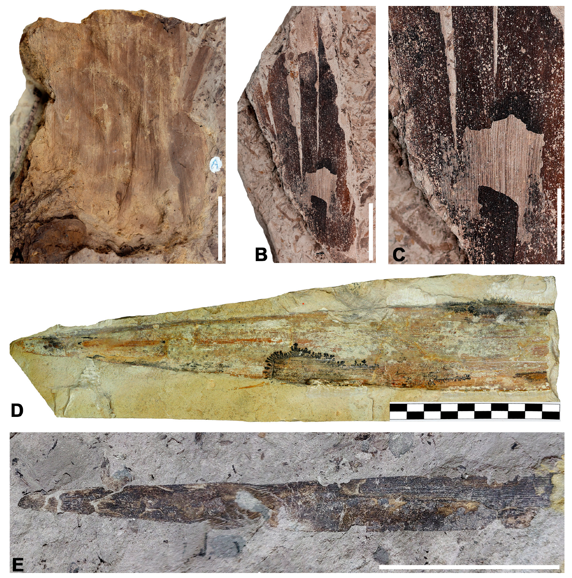 Diversity 16 00730 g006