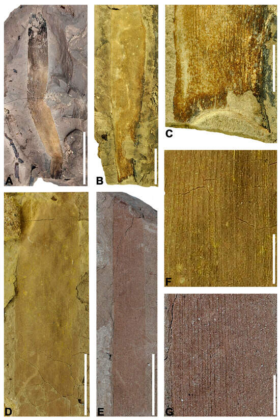 Diversity 16 00730 g007