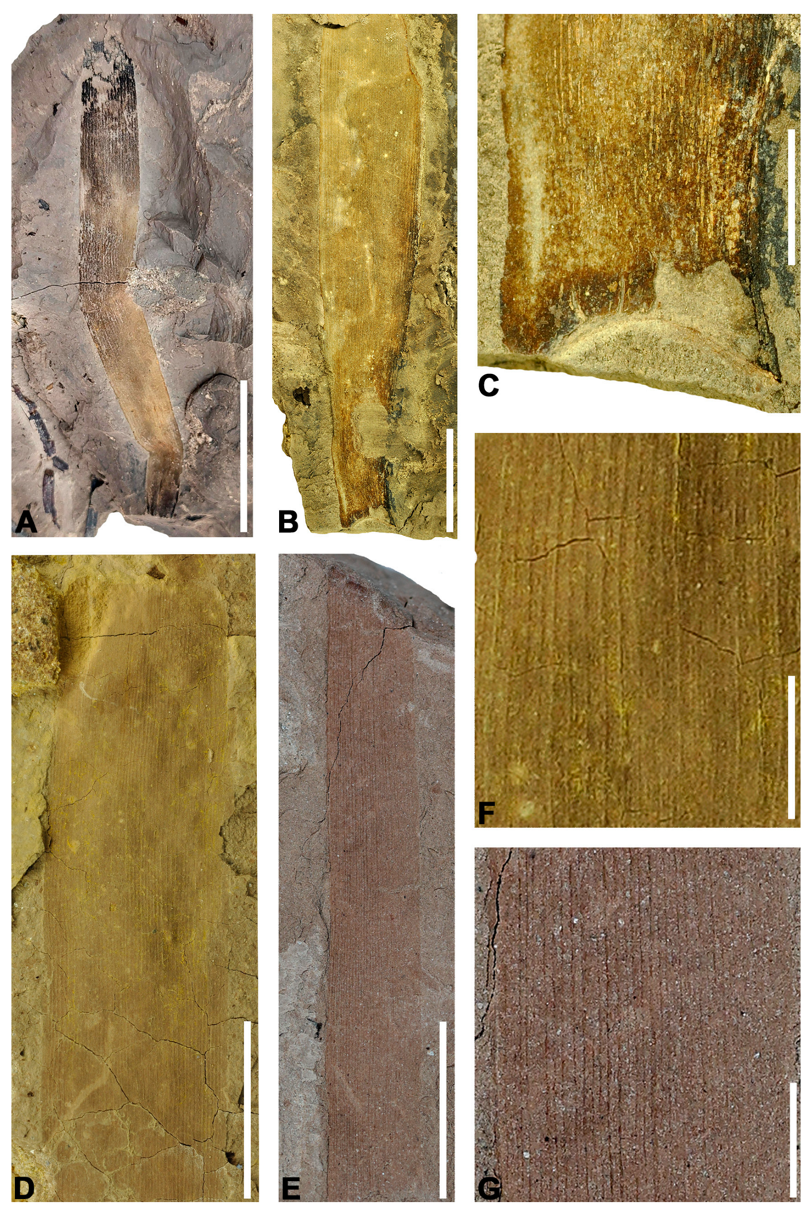 Diversity 16 00730 g007