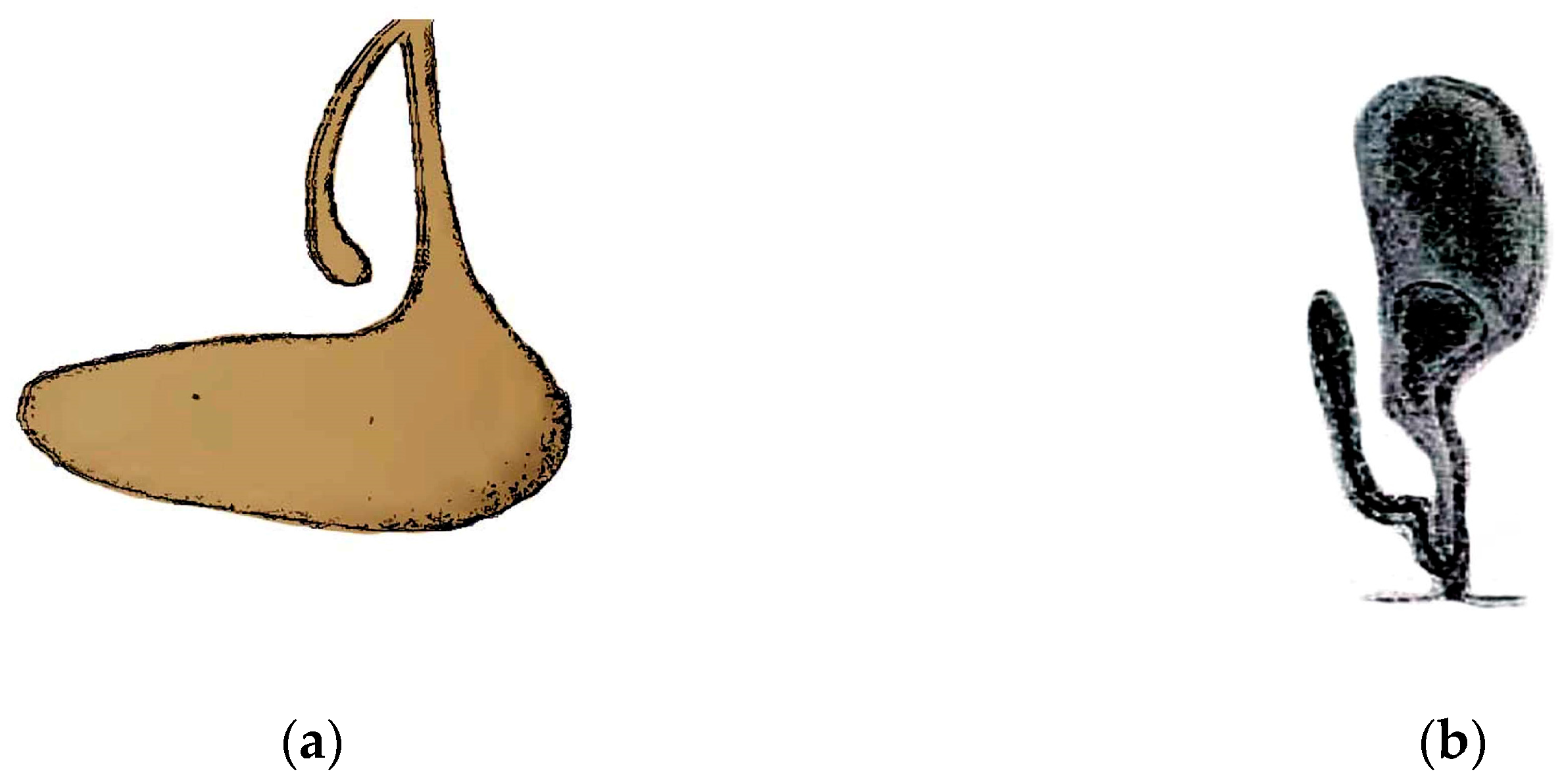 Diversity 16 00732 g002