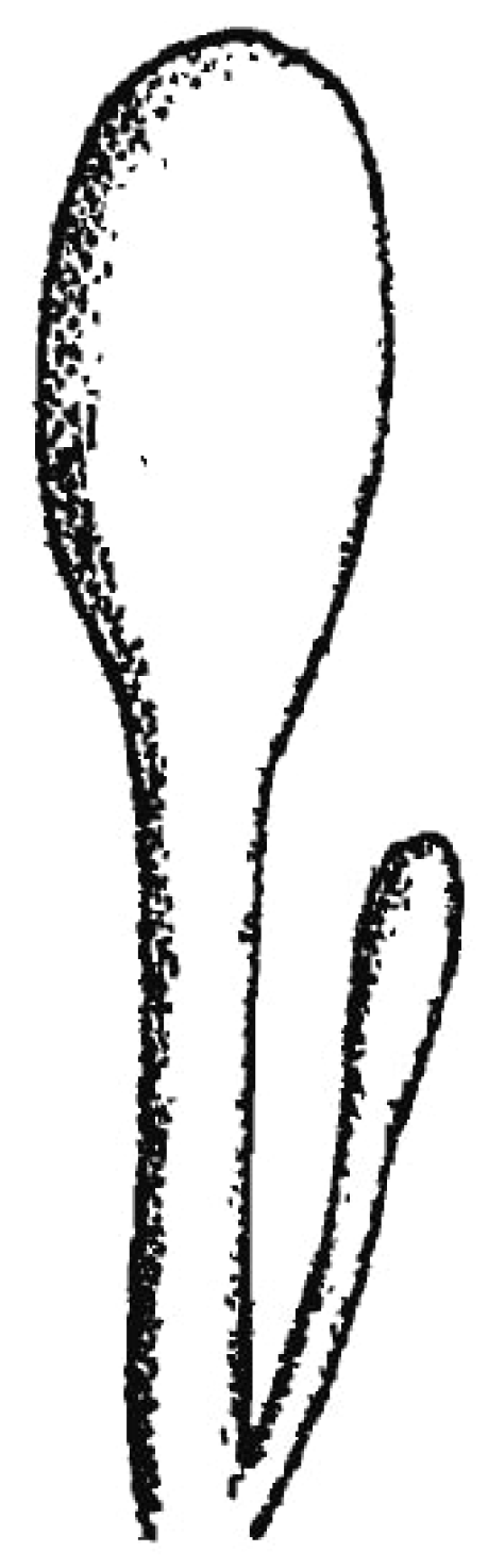 Diversity 16 00732 g003