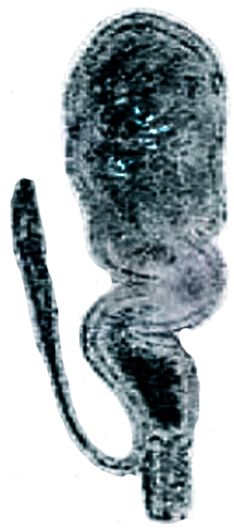 Diversity 16 00732 g004