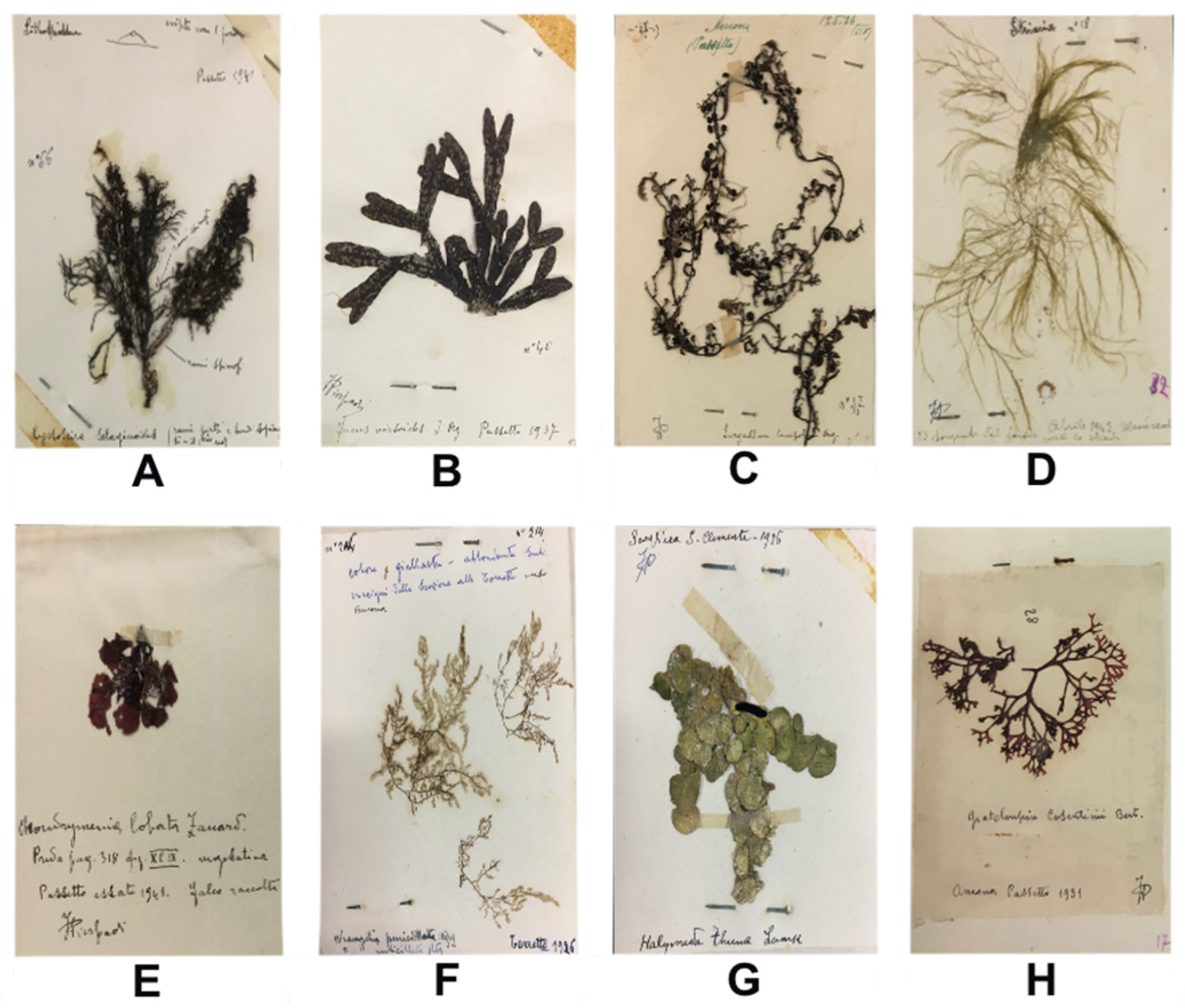 Diversity 16 00741 g004