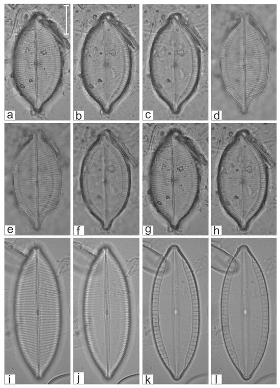 Diversity 16 00747 g002