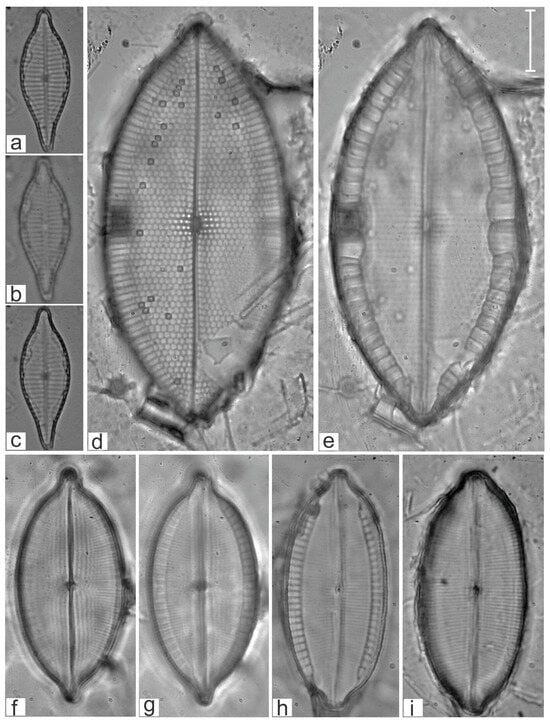Diversity 16 00747 g003