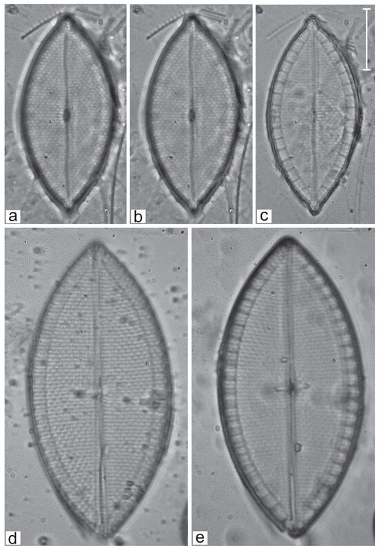 Diversity 16 00747 g004