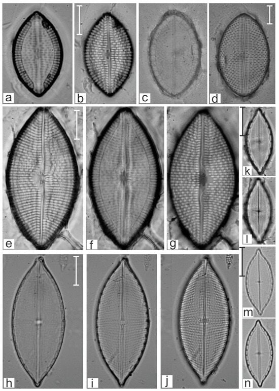 Diversity 16 00747 g005