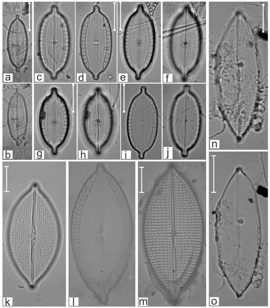 Diversity 16 00747 g006
