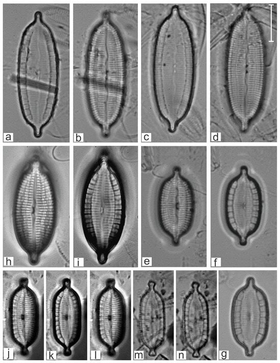 Diversity 16 00747 g007