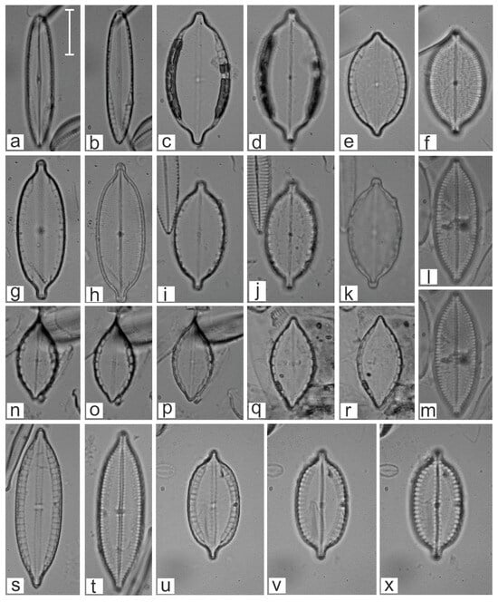 Diversity 16 00747 g008