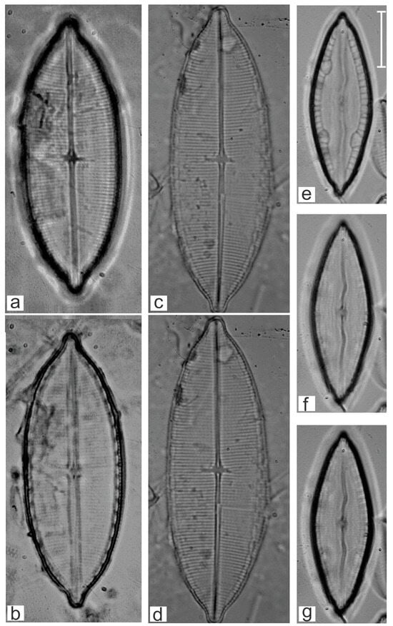 Diversity 16 00747 g009