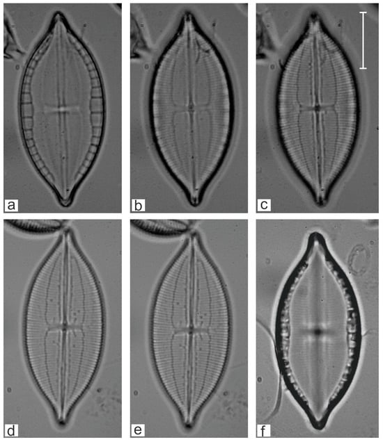 Diversity 16 00747 g010