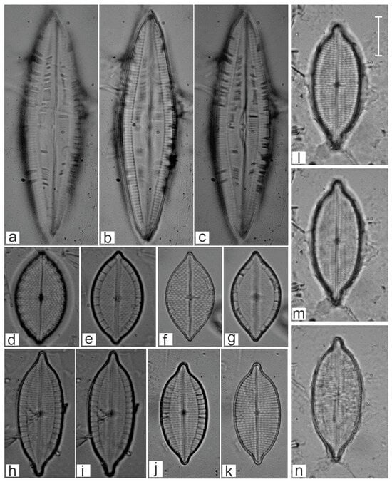 Diversity 16 00747 g011