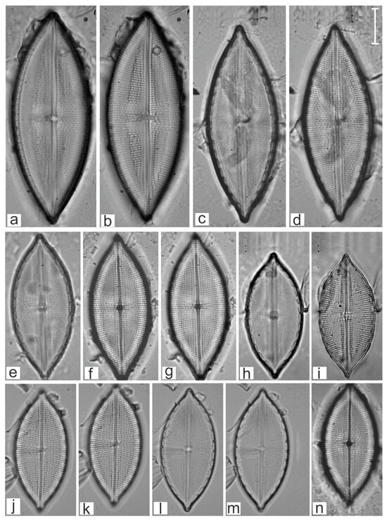 Diversity 16 00747 g012