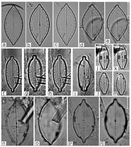 Diversity 16 00747 g013
