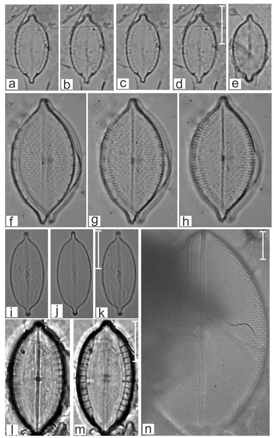 Diversity 16 00747 g014