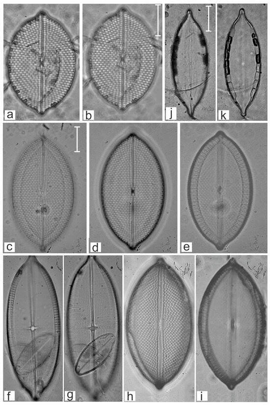 Diversity 16 00747 g015