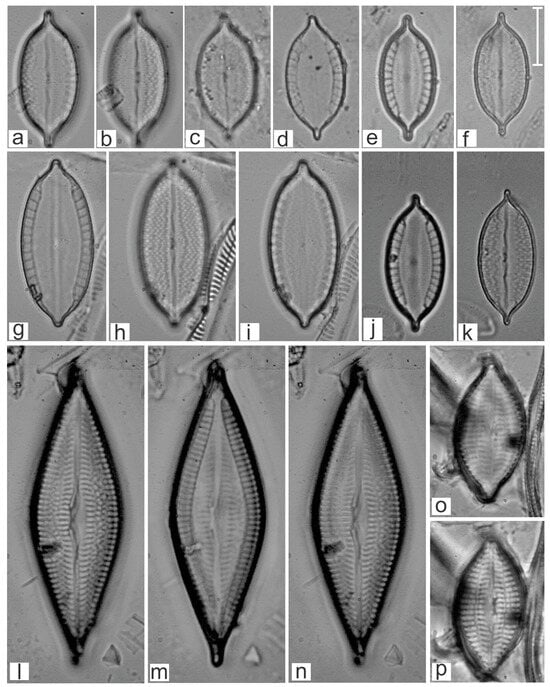 Diversity 16 00747 g016