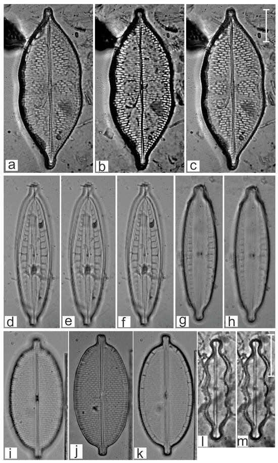 Diversity 16 00747 g017