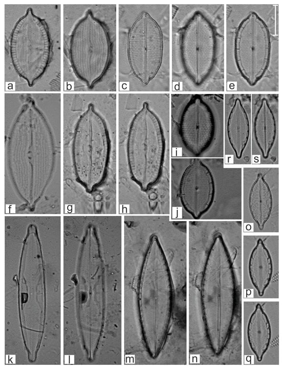 Diversity 16 00747 g018
