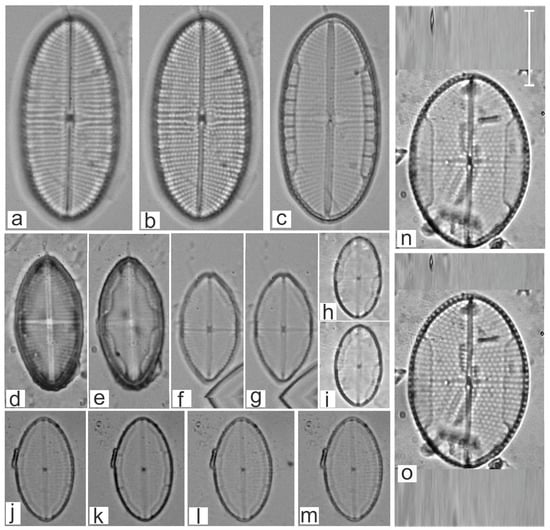 Diversity 16 00747 g019