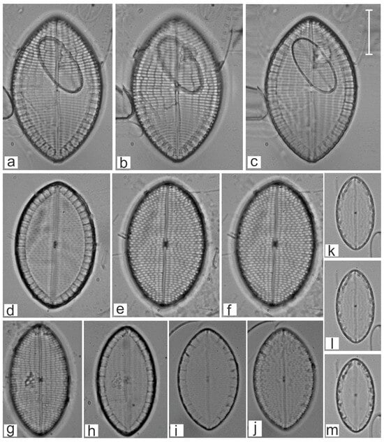 Diversity 16 00747 g020