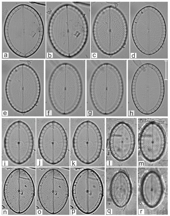 Diversity 16 00747 g021