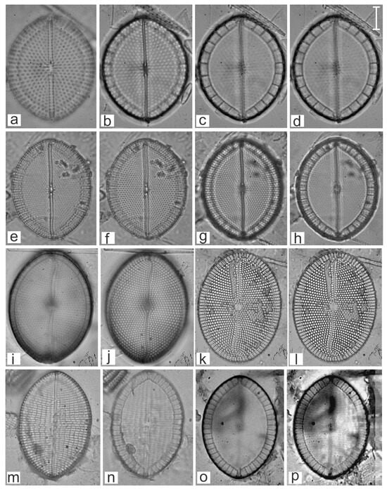 Diversity 16 00747 g023