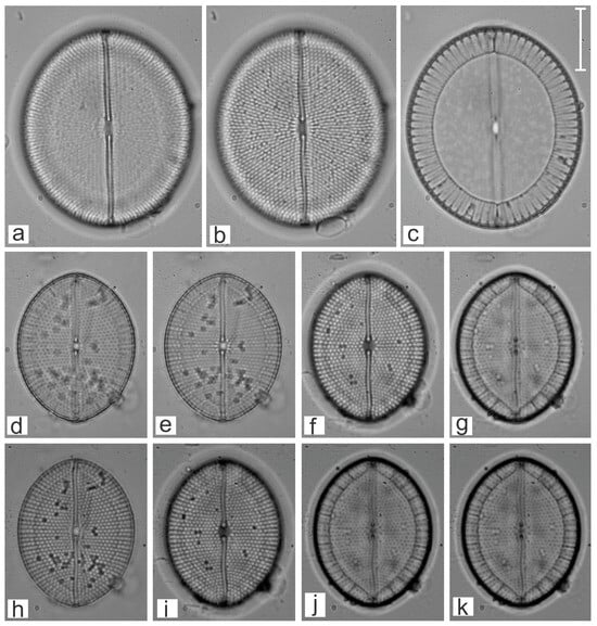 Diversity 16 00747 g024