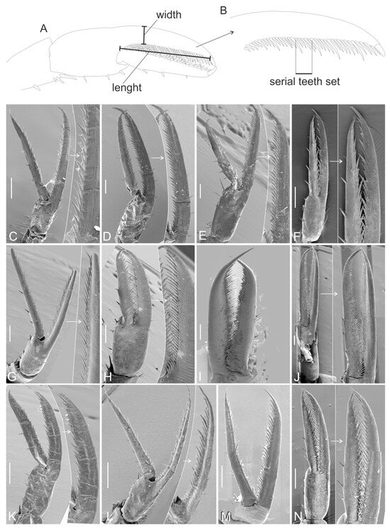 Diversity 16 00760 g002