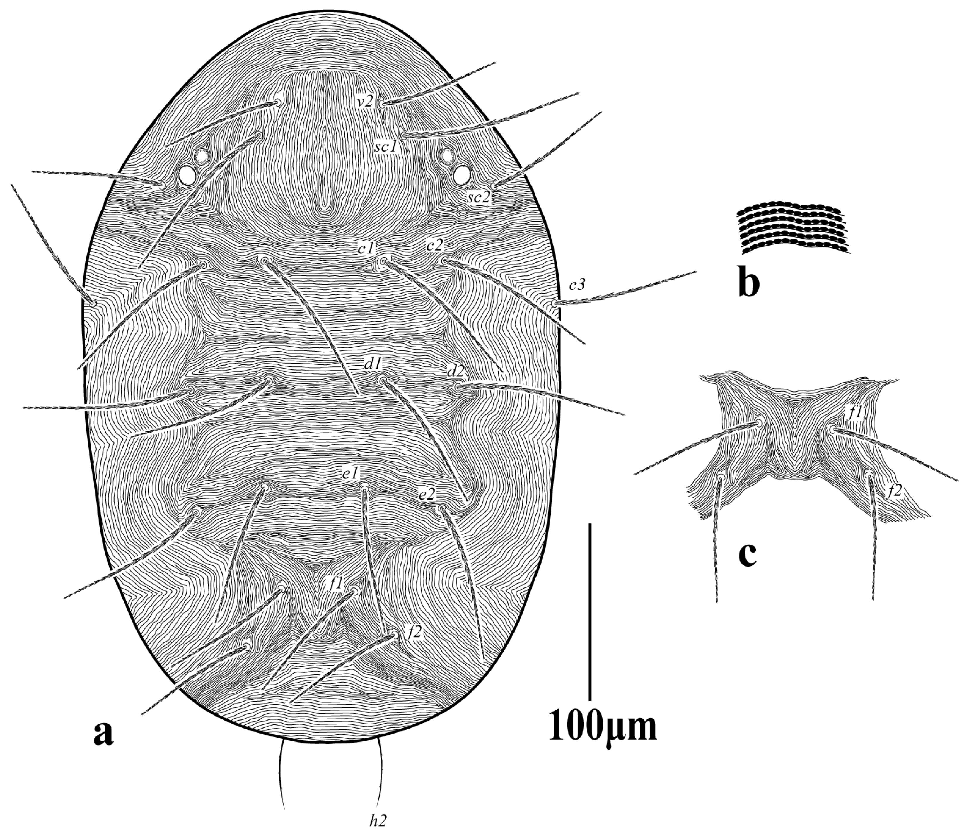 Diversity 16 00765 g001