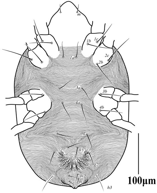 Diversity 16 00765 g002
