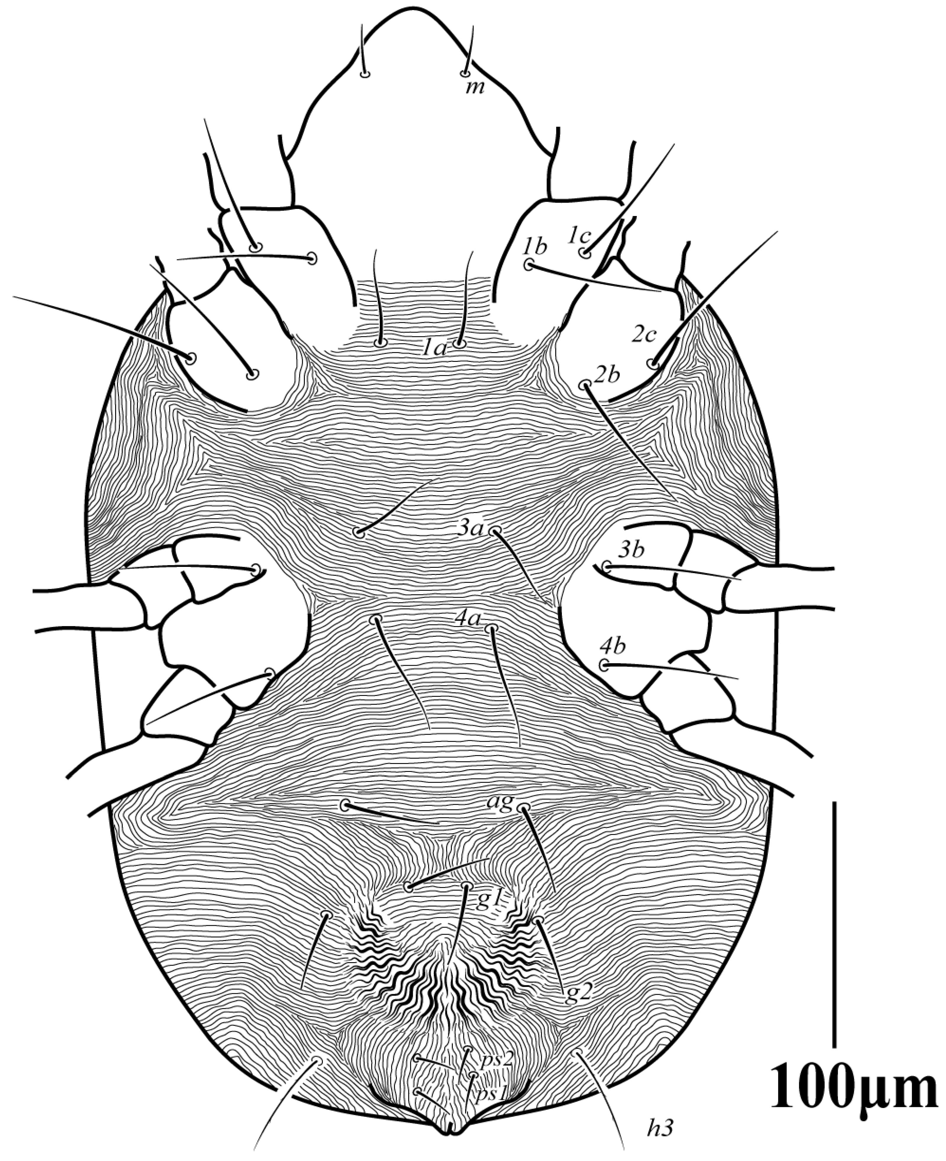 Diversity 16 00765 g002