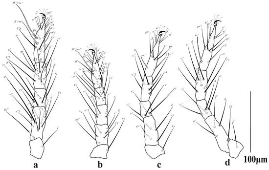Diversity 16 00765 g004