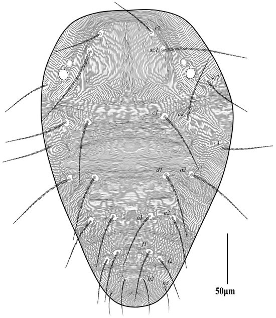 Diversity 16 00765 g005