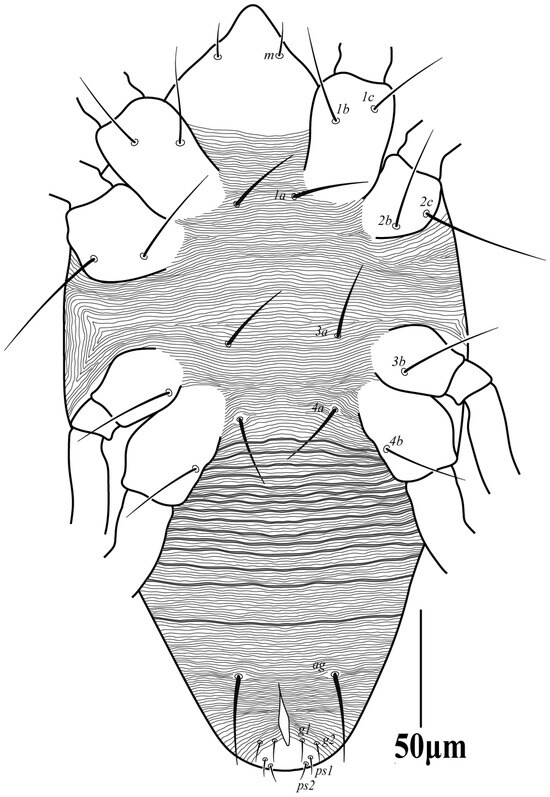 Diversity 16 00765 g006