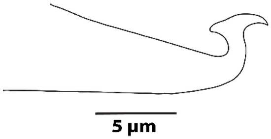 Diversity 16 00765 g007