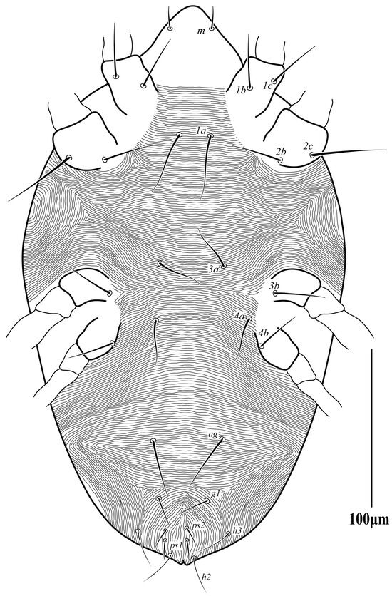 Diversity 16 00765 g011