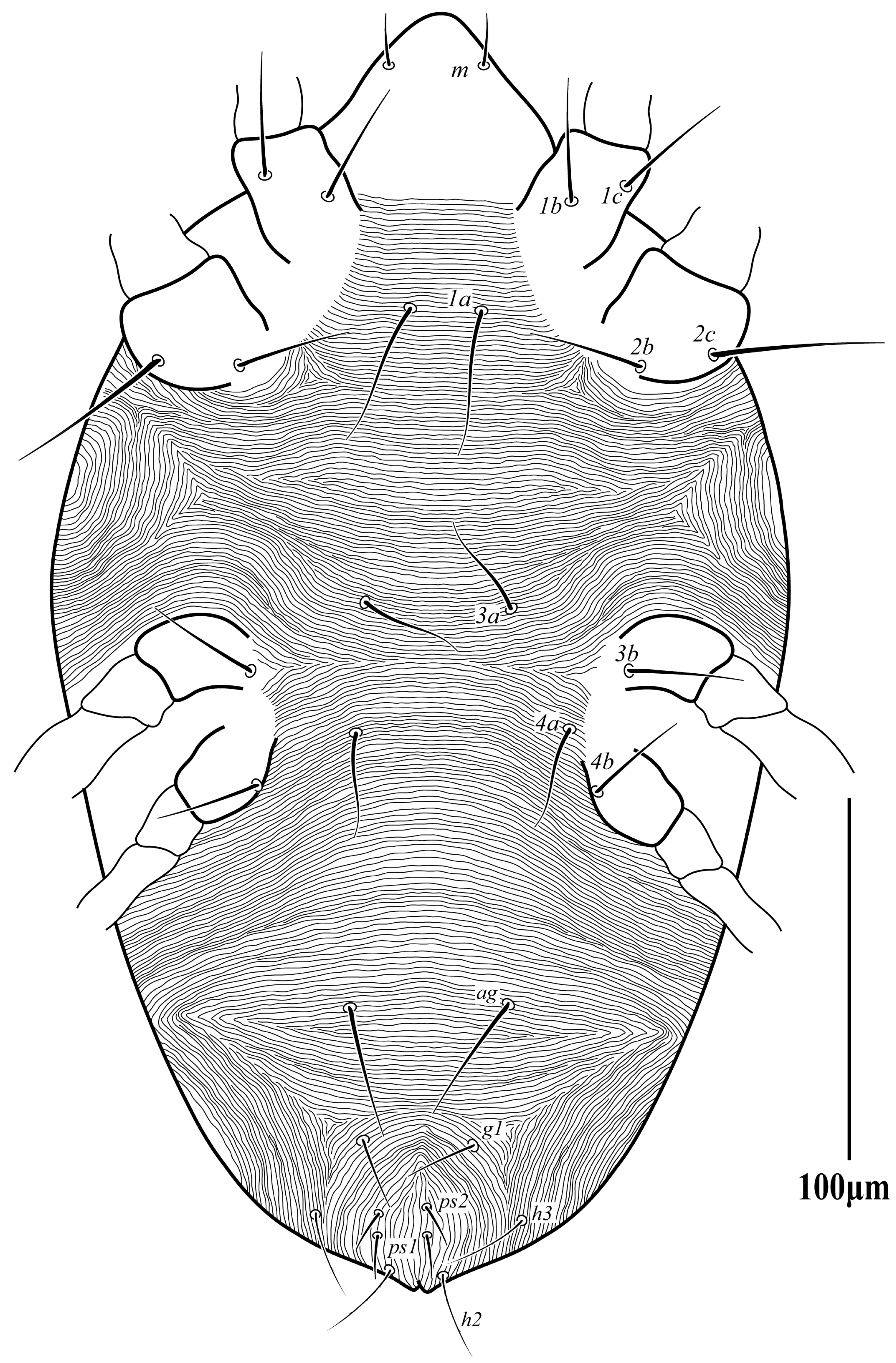 Diversity 16 00765 g011