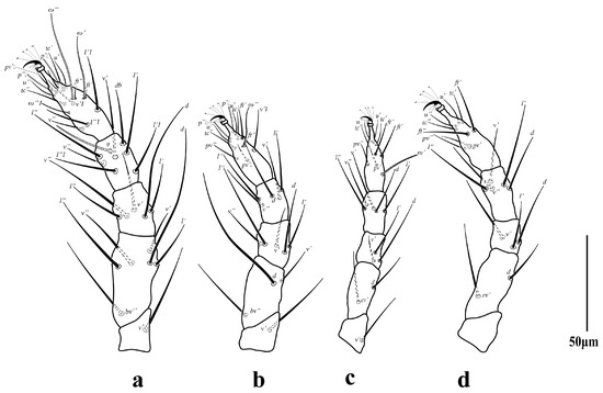 Diversity 16 00765 g013